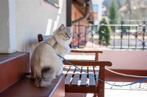 Comment protéger un balcon contre les chats : 12 conseils approuvés par les vétérinaires