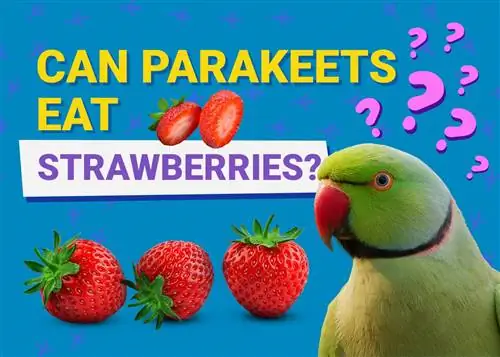 Voivatko papukaijat syödä mansikoita? Mitä sinun tarvitsee tietää