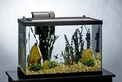 10 parimat 20-gallonist akvaariumi 2023. aastal – ülevaated & parimat valikut