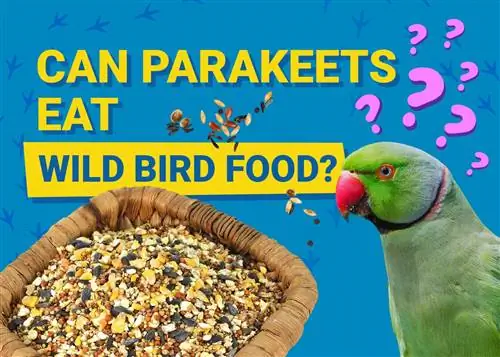 Môžu papagáje jesť potravu pre voľne žijúce vtáky? Čo potrebuješ vedieť