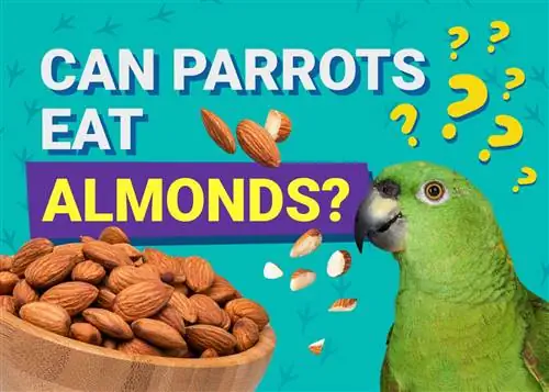 Können Papageien Mandeln essen? Was du wissen musst