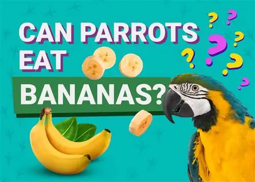האם תוכים יכולים לאכול בננה? מה שאתה צריך לדעת