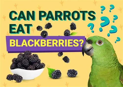 Kan papegøyer spise bjørnebær? Hva du trenger å vite