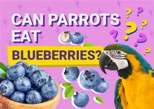 Papagaios podem comer mirtilos? O que você precisa saber