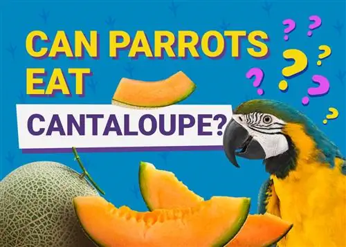 Bisakah Burung Beo Makan Cantaloupe? Apa yang perlu Anda ketahui