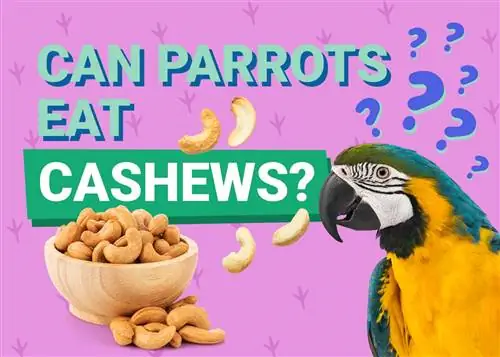 Bisakah burung beo makan kacang mete? Apa yang perlu Anda ketahui