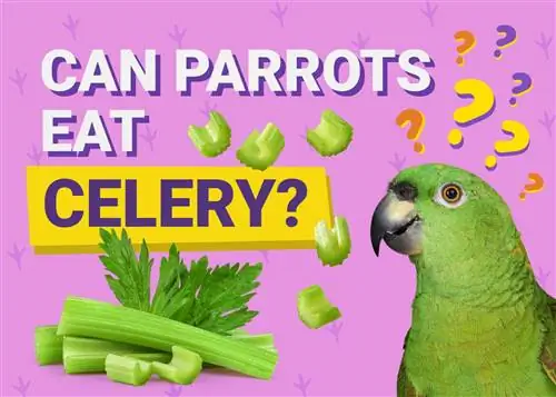 A mund të hanë selino papagajtë? Çfarë duhet të dini