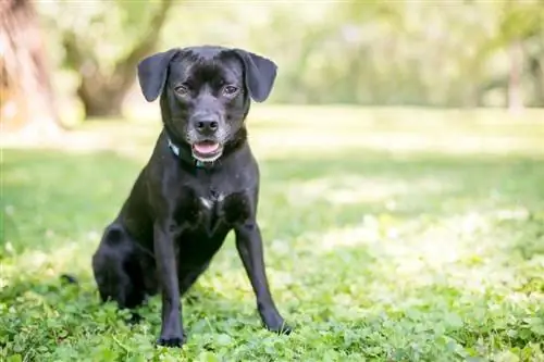 Labbe (Labradorský retriever & Beagle Mix) Plemeno psa: Info, Obrázky & Vlastnosti