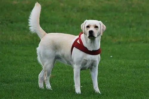 מדריך לגזע כלבי לברדור רטריבר: מידע, תמונות, טיפול & עוד