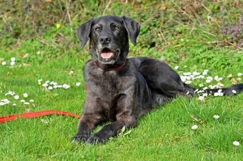 Panduan Baka Anjing Labradane: Maklumat, Gambar, Penjagaan & Lagi