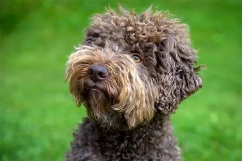 Lagotto Romagnolo Hundrasguide: Info, bilder, skötsel & Mer