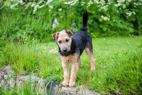 Lakeland Terrier hondenrasgids: info, afbeeldingen, verzorging & Meer