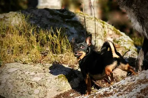 Guide de race de chien Lancashire Heeler: informations, photos, soins & Plus