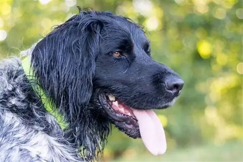 Guida alle razze di cani Munsterlander di grandi dimensioni: informazioni, immagini, cure & Altro