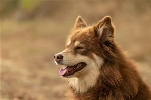 Lapponian Hyrde Hunde Race Guide: Info, Billeder, Pleje & Mere