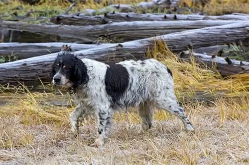 Llewellin Setter Dog Breed Guide: Info, Pictures, Care & Mais