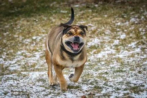 Ръководство за породата кучета майорски мастиф: информация, снимки, грижи & Още