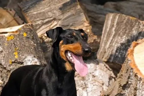 دليل Manchester Terrier Dog Breed: معلومات ، صور ، رعاية & المزيد