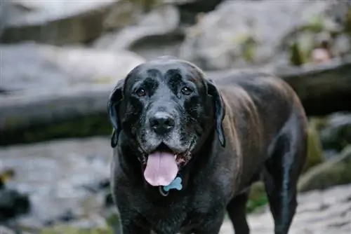 Mastador Dog Breed Guide: Daim duab, Info, Care & Ntau
