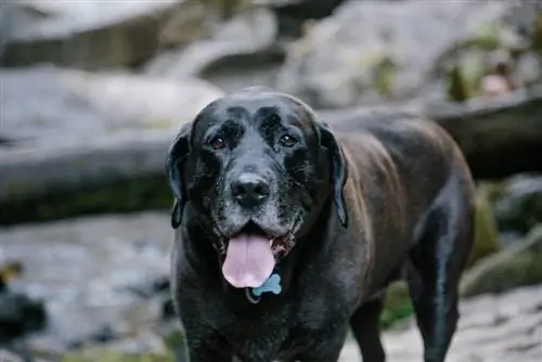 Guida alle razze di cani Mastador: immagini, informazioni, cura & Altro