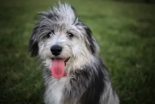 Panduan Baka Anjing Aussiedoodle Miniatur: Gambar, Maklumat, Penjagaan & Lagi