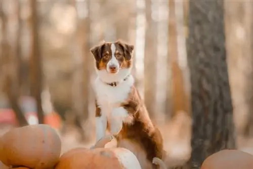 Raça de gos pastor americà en miniatura: imatges, informació, cura & Més