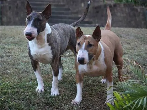 Miniatyr Bull Terrier hunderase: bilder, info, stell & Mer