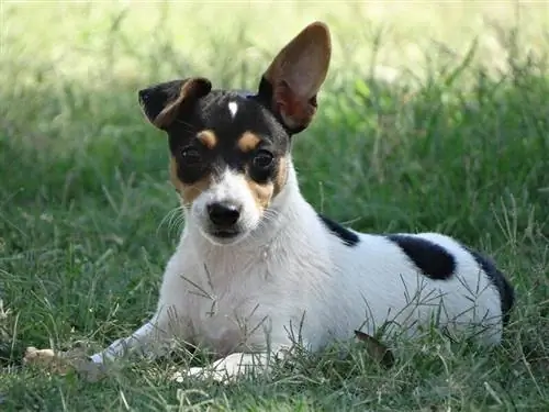 מדריך לגזע כלב פוקס טרייר מיניאטורי: מידע, תמונות, טיפול & עוד
