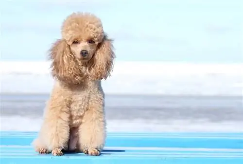 Бяцхан пудель нохойн үүлдрийн гарын авлага: Мэдээлэл, зураг, арчилгаа & Дэлгэрэнгүй