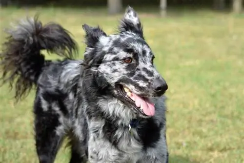 Mudi Guida alle razze canine: informazioni, immagini, cure & Altro