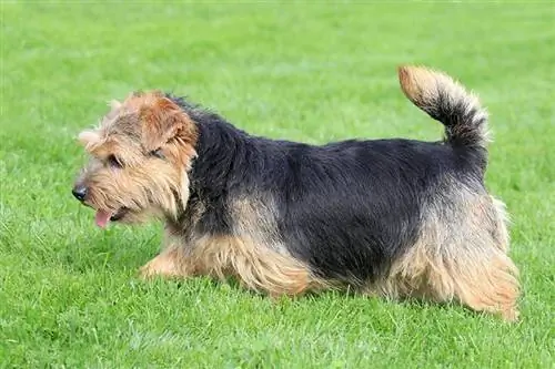 Norfolk Terrier-hondrasgids: inligting, prente, sorg & Meer