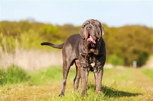 Napolitansk Mastiff Hunderace Guide: Info, billeder, pleje & Mere