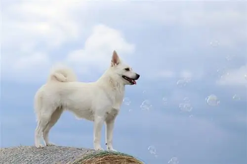 Guia de raça de gossos Buhund noruec: informació, imatges, cura & Més