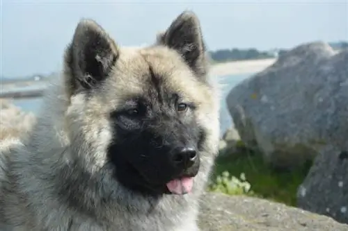 Guia de raça de gossos d'alç noruec: informació, imatges, cura & Més