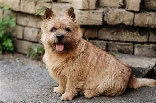 Norwich Terrier honderas: inligting, prente, feite, & eienskappe