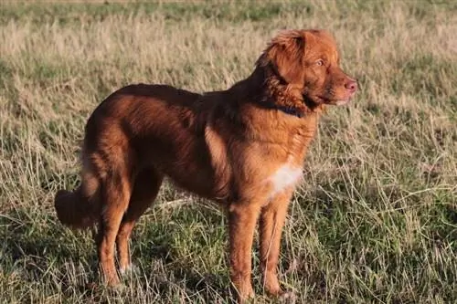 Nova Scotia Duck Tolling Retriever Dog Breed: Info, Pictures, Facts & Yam ntxwv