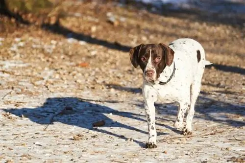 Guia de raça de gossos punter danès antic: informació, imatges, cura & Més