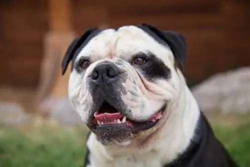 Hướng dẫn giống chó Olde English Bulldogge: Thông tin, Hình ảnh, Chăm sóc & Thêm