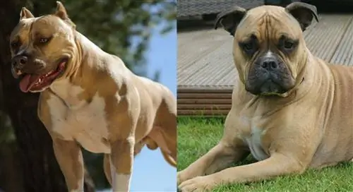 Guide Olde Pit Bulldogge Breed: Info, Pictures, Care & Më shumë