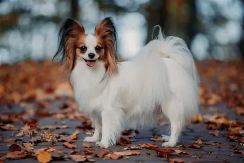 Papillon Dog Breed Guide: Info, Pictures, Facts, & Yam ntxwv