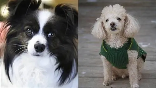 Papipoo (Papillon & Poodle Mix) نژاد سگ: تصاویر، راهنما، اطلاعات، مراقبت & بیشتر