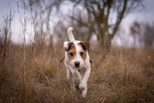 Parson Russell Terrier Dog Breed Guide: معلومات ، صور ، رعاية & المزيد