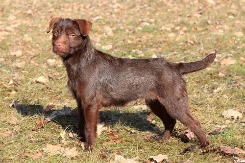 Patterdale Terrier Hunderace: Billeder, træk, pleje & Mere