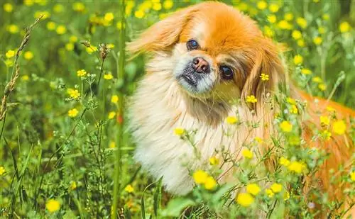 Guida alla razza del cane pechinese: informazioni, immagini, cura & Altro