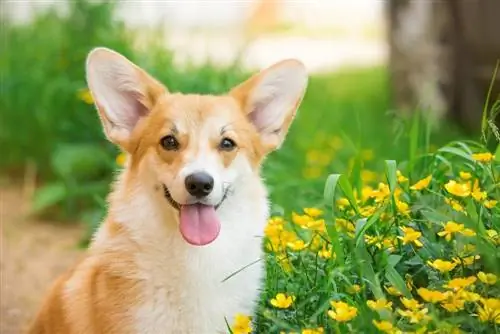 Ръководство за породата кучета пемброк уелско корги: информация, снимки, грижи & Още