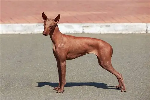Perui szőrtelen kutyafajta: Képek, útmutató, információ, gondozás & Tovább