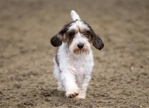 Petit Basset Griffon Vendeen Köpek Cinsi: Resimler, Bilgi, Bakım & Daha Fazlası