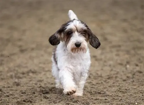 Race de chien Petit Basset Griffon Vendéen: Photos, Infos, Soins & Plus