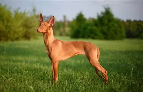 Panduan Baka Anjing Anjing Pharaoh Hound: Maklumat, Gambar, Penjagaan & Lagi