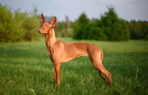 Pharaoh Hound Dog породалары боюнча колдонмо: маалымат, сүрөттөр, кам көрүү & Дагы